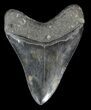 Serrated, Fossil Megalodon Tooth - South Carolina #50482-2
